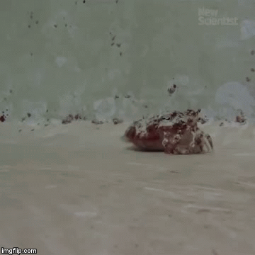 Crabttlefish