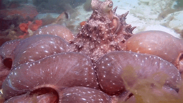 Octopus pissed