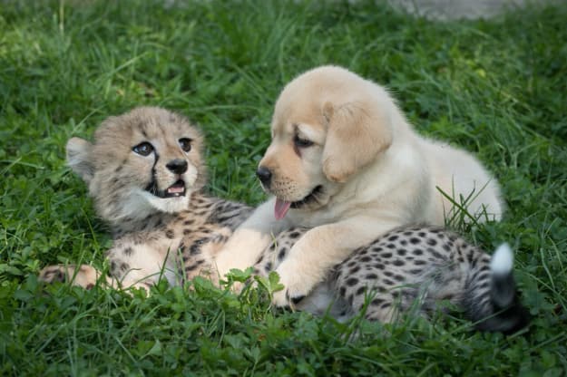 dog & cheetah