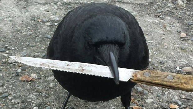 canuck-the-crow-with-a-knife
