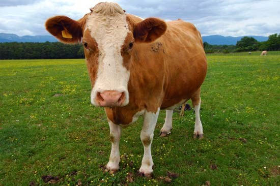 cow