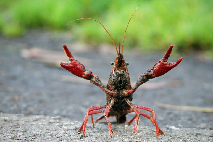 crawfish-claws-up