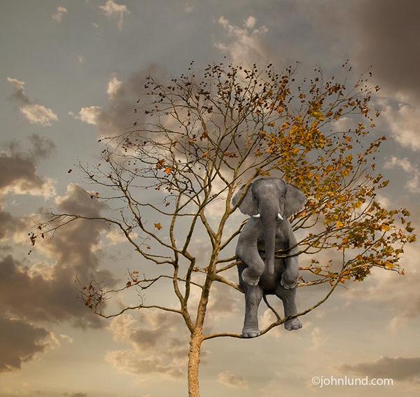 elephant-in-a-tree