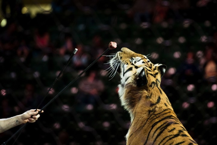 tigers