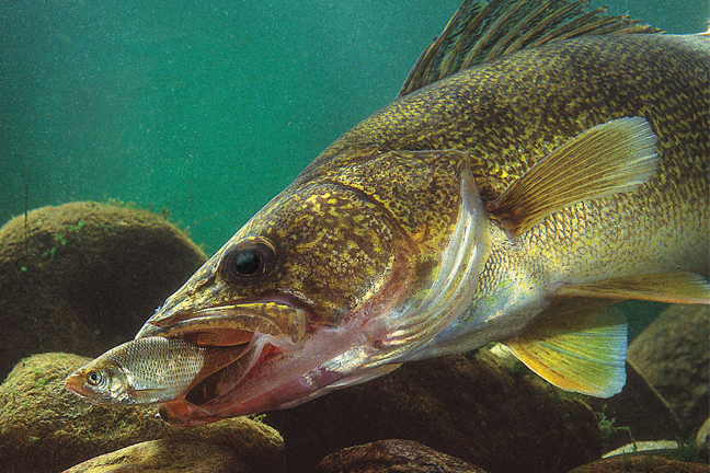 walleye