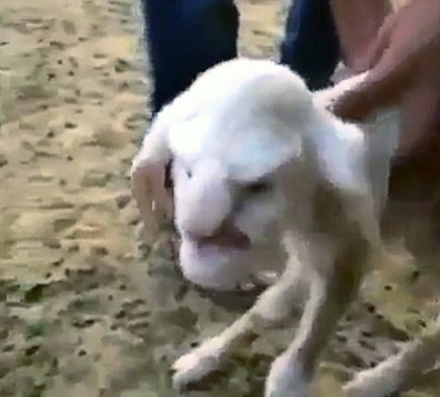 Pic shows: The lamb with human face. 

A farmer had the shock of his life when he went to check on his newborn lambs - and found one with a human face.

Sheep farmer Blasius Lavrentiev, 45, from the village of Chirka close to Dagestan in southwest Russia, had been waiting all week for his prized ewe to give birth.

He said: "We had quite a tough winter and when I noticed she was pregnant I was delighted as it meant I would be able to sell the lambs and start making some money again.

"But when I went down to see how it was going I nearly died from shock when I saw what looked like the hairy face of an old man staring up at me.

"Her parents are both normal looking sheep so I have no idea how she ended up looking like this."

Now the human-faced lamb has become the talk of the village.

Neighbour Dementi Galkin, 65, said: "Ive seen some weird stuff in my time, but nothing like this.

"She looks like an angry old man with a big nose."

Villager Dana Mishina, 56, said: "She is both freaky and sweet.

"I dont know what to make of it really.

"But she terrifies my grandchildren."

"It will be interesting to see what she looks like when she gets older."

Local vet Dorofei Gavrilov, 49, said: "From what we can make out the anomaly is the result of the farmer giving the lambs mother too much vitamin A.

Proud owner Lavrentiev said: "Whatever caused it shes a little beauty and I definitely wont be selling her for anyones dinner table.

"Shell be staying with us."

(ends)          