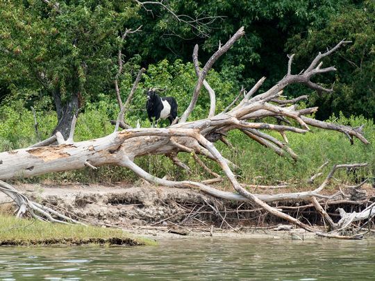 636370913421073396-20170712rm-GOAT-Island