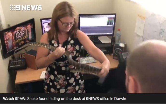 9NEWS_cameraman_finds_snake_hiding_on_his_desk_-_2017-08-01_13.42.01