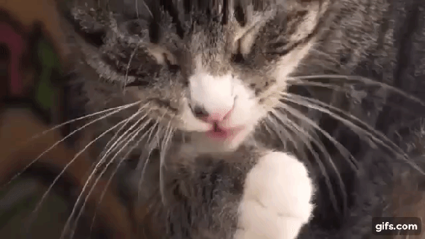 Cat licking paw