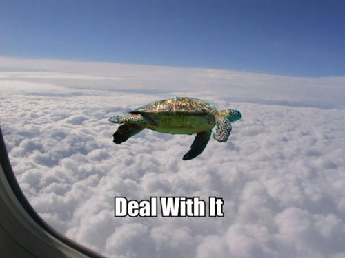 deal with it turtle