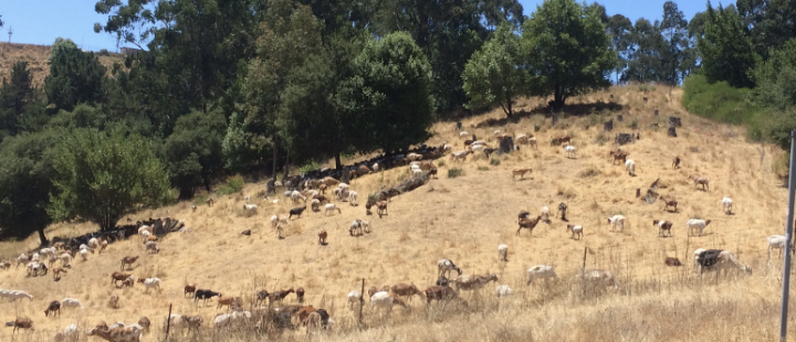 goats
