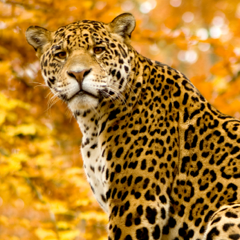 Jaguar - Panthera onca in front of a white background