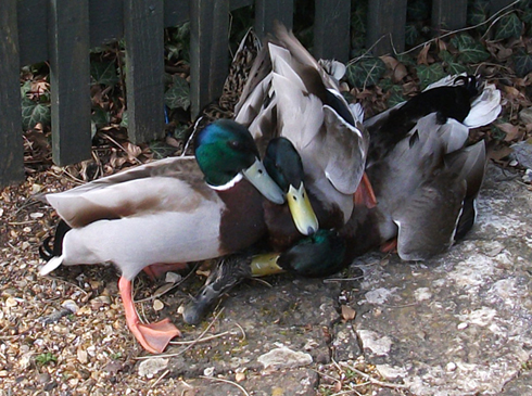 i-5885d67af10a346f07d35b2c0919081f-ducks-1-Mar-2010