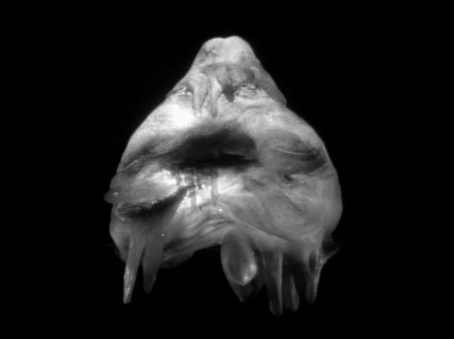 the-outer-limits-the-guest