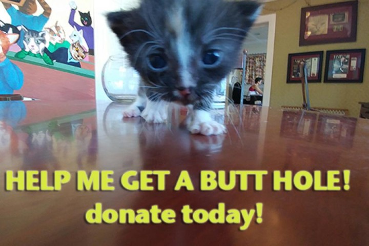 kittehbutthole