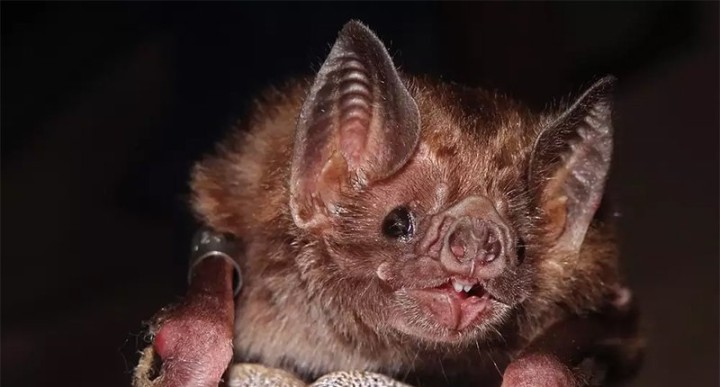 vampire-bat