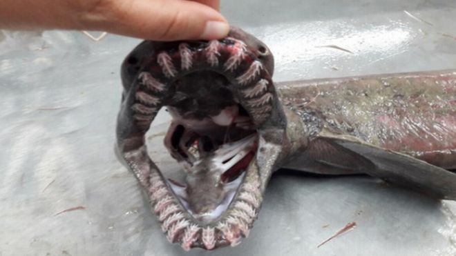 Nast big poiny teeth
