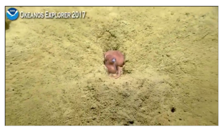 NOAA_Ocean_Explorer_NOAA_Ship_Okeanos_Explorer_Live_Video_Stream_-_2017-12-18_11.09.43_sm