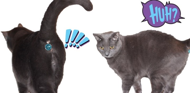 cattt