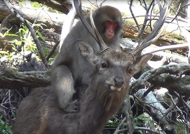 deer-mounting_custom-9d900d8adb9e02a6138c3566e70f897336229d21-s800-c85 (1)