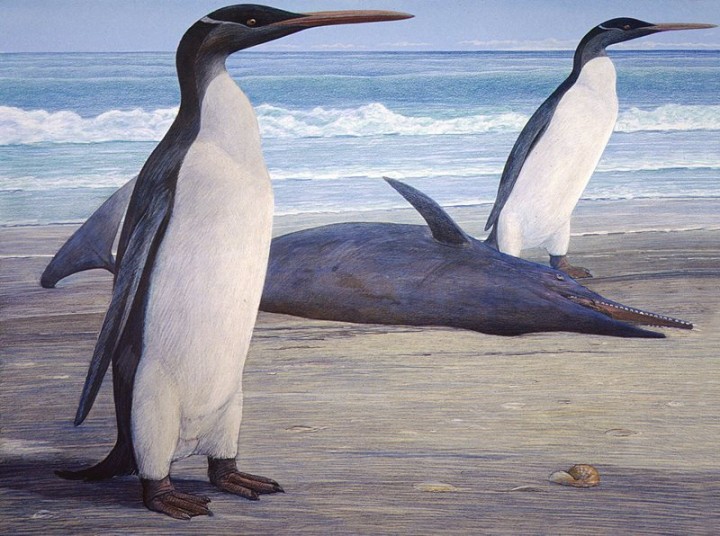 Kairuku penguin & stranded Waipatia