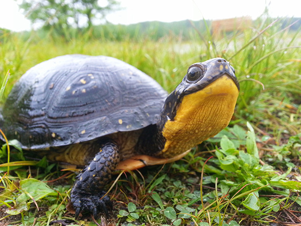 TURTLES-Blanding's_turtle_up_close