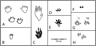 mammal tracks