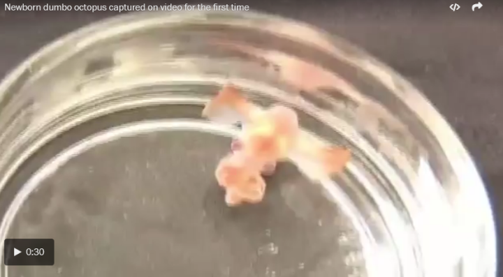 Watch_the_adorable,_first-ever_video_of_a_newborn_dumbo_octopus_-_The_Washington_Post_-_2018-02-20_13.27.29