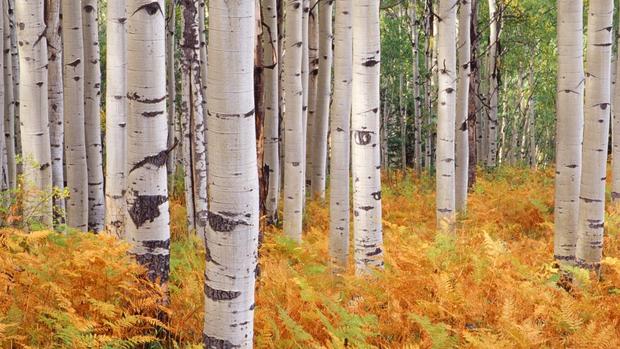 birch-thefts
