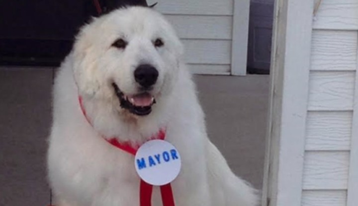 dog mayor
