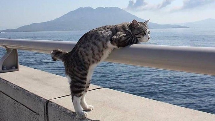 Cat sailor