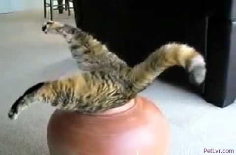img_11076_cat-stuck-in-a-vase