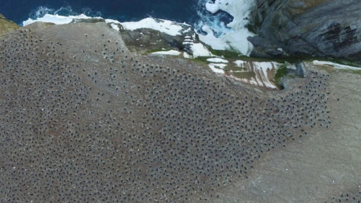 penguinpoo