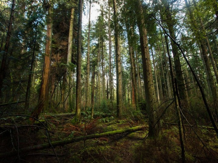 rain forest