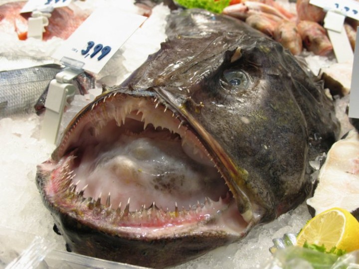 Close up of Monk fish