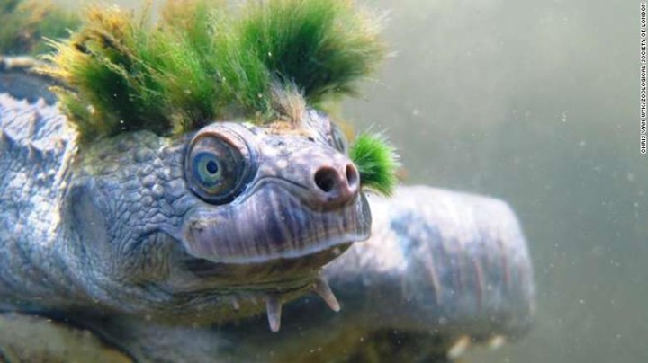 180412071711-05-mary-river-turtle-endangered-intl-exlarge-169
