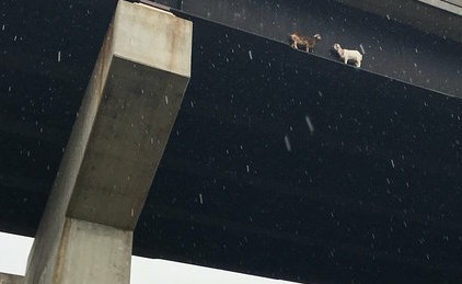 goats-1-30_custom-6953f6445cbee3bda4fb66fdeb06222865ff3cf1-s700-c85