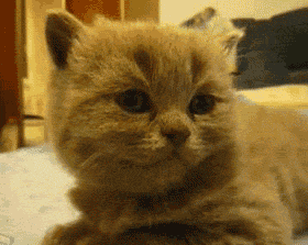 kitty-lie-down-gif[1]
