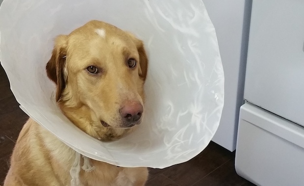 GhostBuster-cone-of-shame