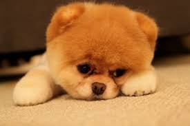 disappoint