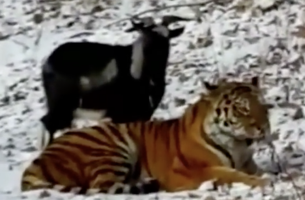 goatAndTiger