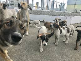 nukedogs