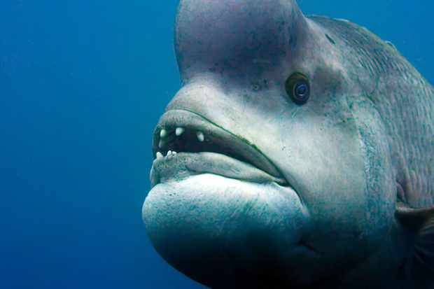 WARNING: Embargoed for publication until 00:00:01 on 23/10/2017 - Programme Name: Blue Planet II - TX: 29/10/2017 - Episode: n/a (No. n/a) - Picture Shows: A male Kobudai (Asian Sheephead Wrasse), Japan. Being one metre long and weighing up to 15kg, the male kobudai is a formidable fish. During the mating season, he will guard his territory, mating with as many females as possible.    - (C) BBC NHU - Photographer: Screen Grab