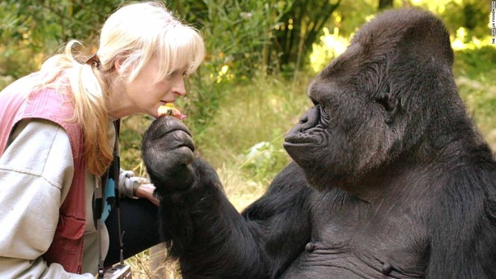 koko