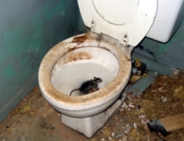 rats_toilet