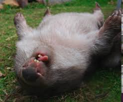 wombat-belly-up