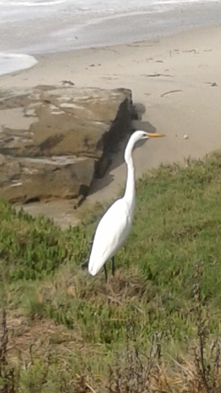 Heron
