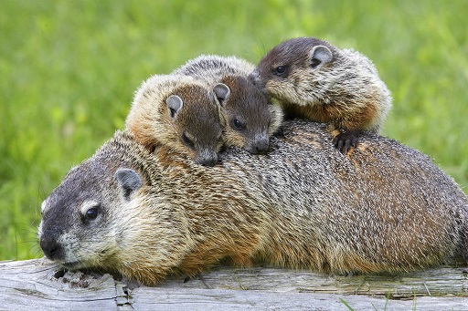 13 Jun 2008, Minnesota, USA --- Woodchuck family --- Image by © W. Perry Conway/Corbis