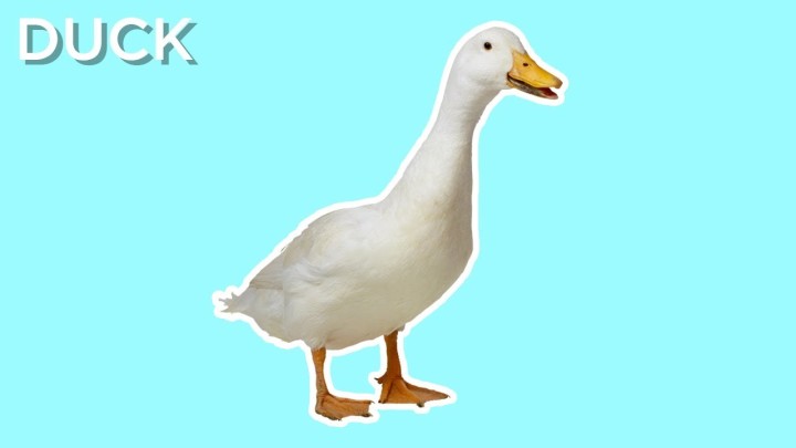 duck