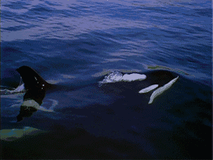 orca-killer-whale-animated-gif-16[1]